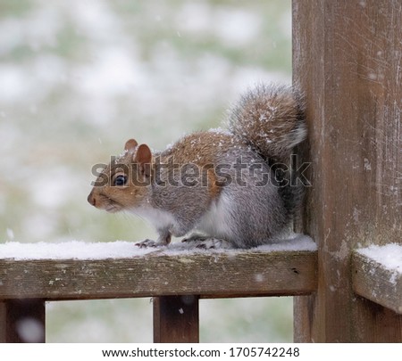 Squirrel Sitting on Rail in Snow Winter Time