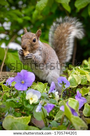 A squirrel eating a nut whilst sat in the flower bed.