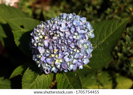 Hydrangea flower. Blue hydrangea flower background close up. A flower of a hydrangea.