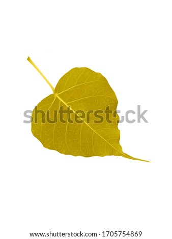 Golden Bodhi Leaf isolated white background with Clipping paths