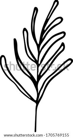 Cute hand drawn single leaf of realistic herb plant. Traditional hand drawn spring flowers in ink style.