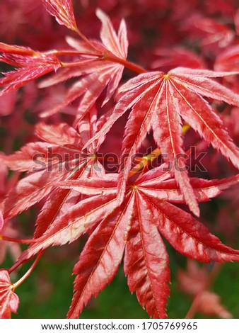 A picture of bright red leaves from an Acer tree