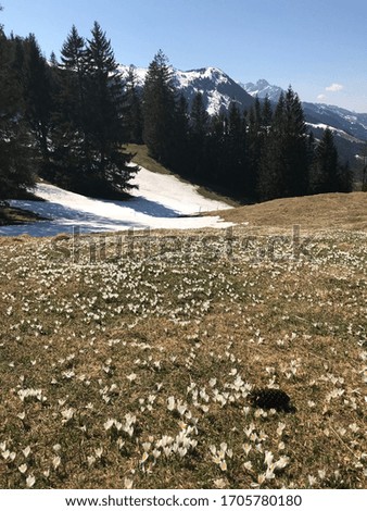 Fairy tale combination of flowers and snow in the mountains