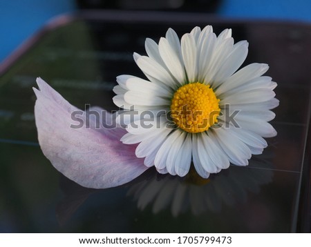 texture backround image of daisy flower and a telephone 