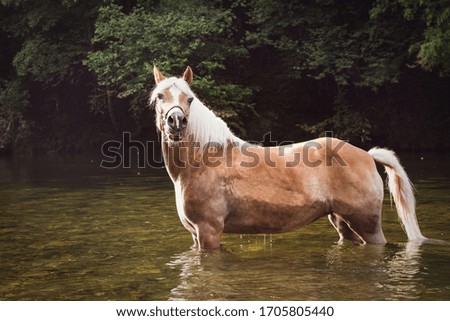 Horse enjoys the sun in summer