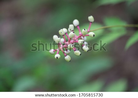 Closeup of white baneberry doll's eyes with green leaves and green and brown background