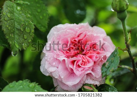 English fresh rose with water on the petals