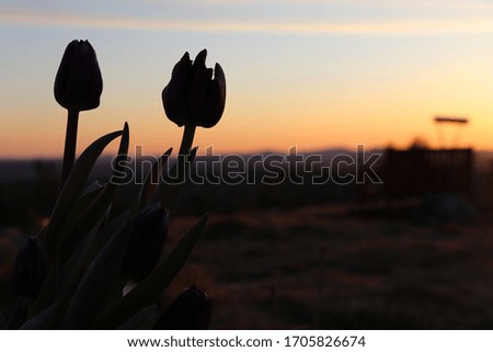 tulip flower tulips flowers silhouette against blue white streaked morning sunrise with bright brilliant sunrise on mountain top
