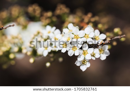 Little white flowers,canon 60d,sigma 60mm Royalty-Free Stock Photo #1705832761