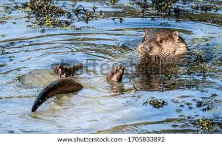 Otter swimming in weed filled pond