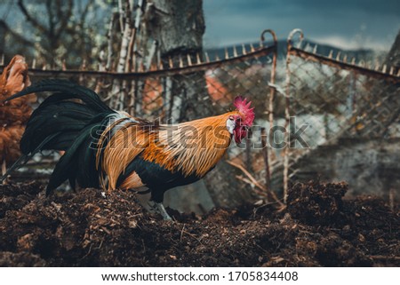 Golden Phoenix rooster (hen) is feeding and pecking on the compost on the farm. Golden domestic cock in free range breeding  - photo from profile on dark background with blue sky before the storm.