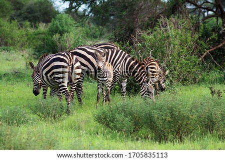 Zebra in Tsavo East National park of Kenya, Africa