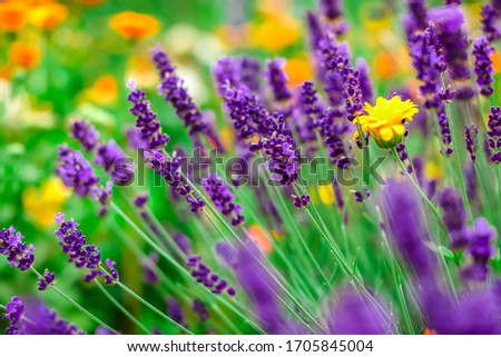 Lavender flowers blooming. Purple field flowers background. Tender lavender flowers. 
