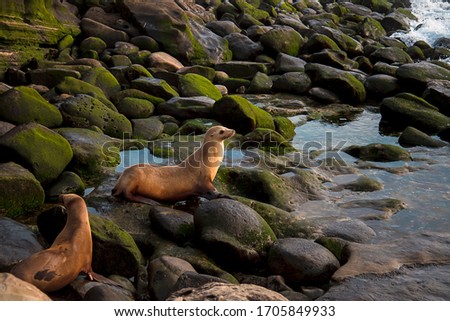 Beach sunset landscape of Southern California wildlife. Female sea lions sit on algae covered rocks on the shore of La Jolla in San Diego, California.