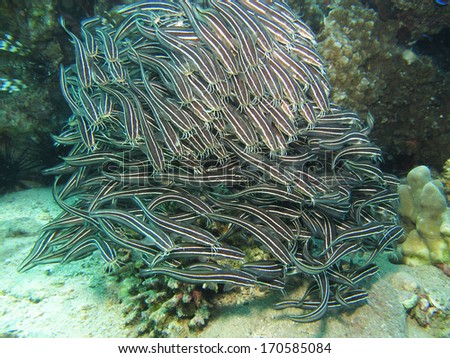 Large school of juvenile catfish under table coral