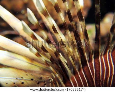 Lionfish poisonous dorsal fin rays in macro lens