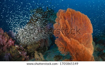 Group of glass fish with big Sea fan, Similan Islands, Thailand 