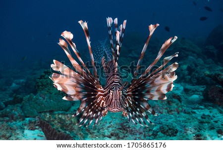 Lionfish swimming in coral reel clear blue water