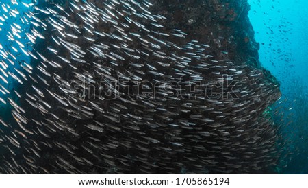 A big anchovy group at similan, Thailand 