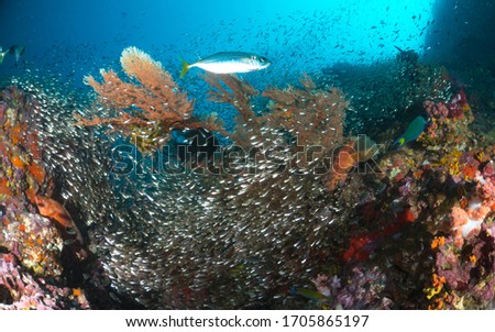Group of glass fish with the Clear Water, Similan Islands, Thailand 