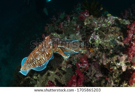 Mating ritual of beautiful Cuttlefish on a tropical coral reef at sunset