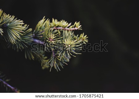 Beautiful pine tree with dark background
