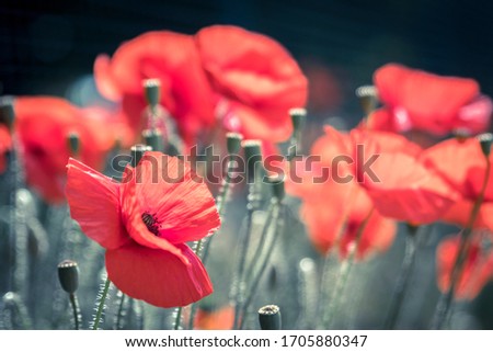 Close-up of a field with poppies.