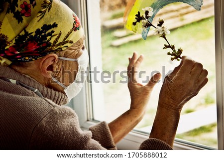 An old grandmother in a medical mask on her face looks out the window holding a twig of cherry blossomed in the spring. Elderly woman on self-isolation at home. Stay home in quarantine. 