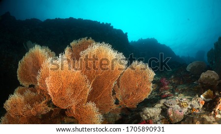 Sea fan and soft coral in Myanmar