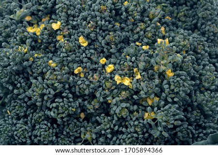 Broccoli texture with flowers. cruciferous vegetables