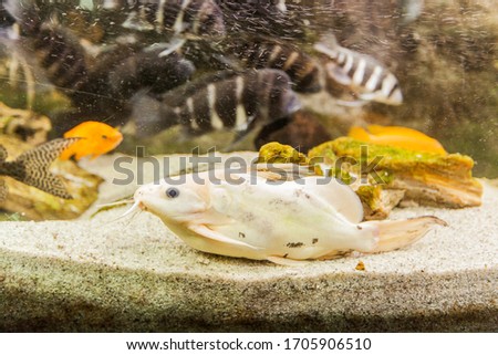 Marine aquarium tropical fish , vibrant color , underwater world.