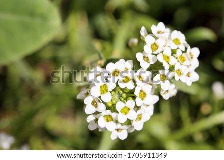 close-up image of tiny white flowers of Alyssum maritimum, common name sweet alyssum or sweet alison blooming in the backyard