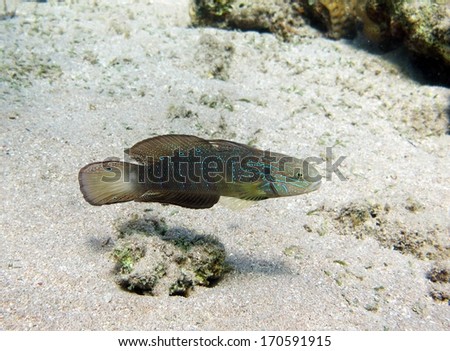 Mud reef goby