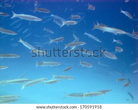 School of yellow tail barracudas