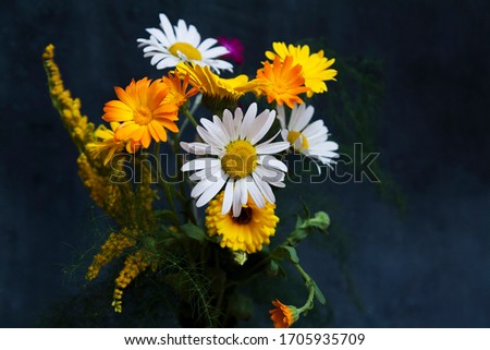 Yellow and white summer field flowers on a dark background. Medicinal plants