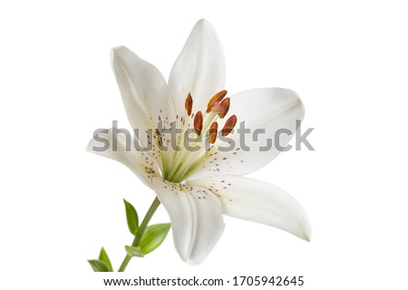 White lily flower Isolated on a white background. Royalty-Free Stock Photo #1705942645