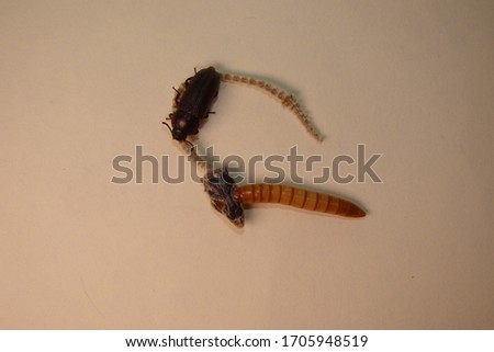 mealworm ; life cycle of a mealworm (Larva and Adult)
Meal worms eating lizard carcass . superworm  - Stages of the meal worm  - the life cycle of a mealworm  ,  meal worms , super worm