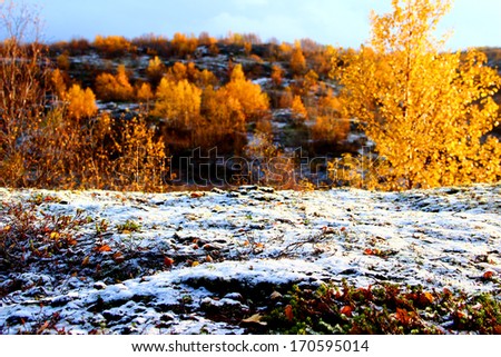 first snow and golden autumn trees Royalty-Free Stock Photo #170595014