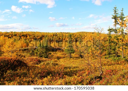 sunlit autumn forest Royalty-Free Stock Photo #170595038