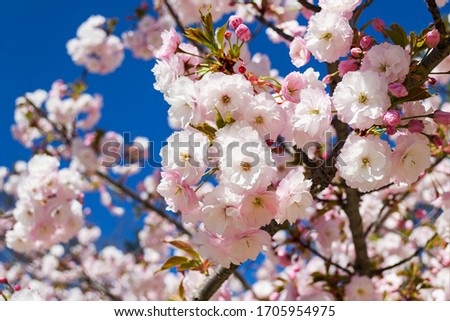 Delicate flowering of pink sakura. Lush cherry blooming against bright blue sky on a sunny april day. Blosoming trees in parks, gardens and orchards. Springtime. 