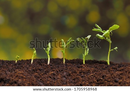 New seeds of pea growing in soil Royalty-Free Stock Photo #1705958968