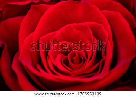 close-up of beautiful red rose