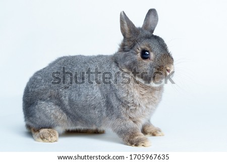 Easter bunny rabbit isolated on a white background