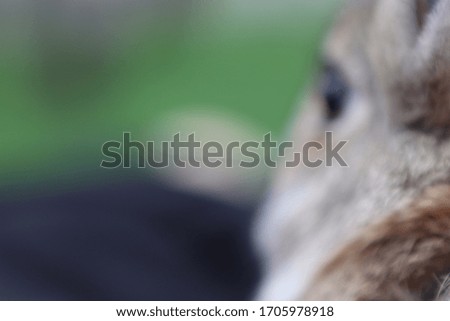 A blurred picture of a bunny looking into the distance