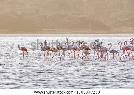 Greater flamingo photographed in South Africa. Picture made in 2019.
