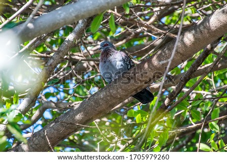Speckled pigeon photographed in South Africa. Picture made in 2019.