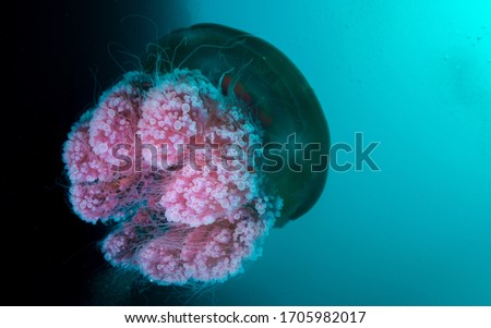 Nice Jelly fish with clear water