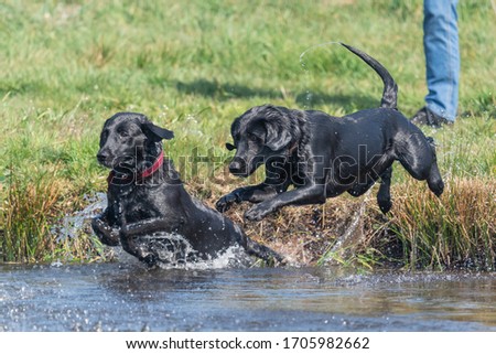 Two pedigree black Labradors jumping into the water