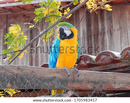 
Blue-and-Yellow Macaw or Canindé Macaw on top of the stump and roof, looking at photo.Colored feather,white face with black stripes around the eyes.The top of the head is green and the bill is black.