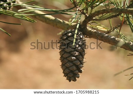 An up close picture of a close pine cone. 